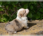 Small Photo #15 Pembroke Welsh Corgi Puppy For Sale in LUTHER, OK, USA