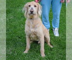 Small #2 Golden Retriever Mix