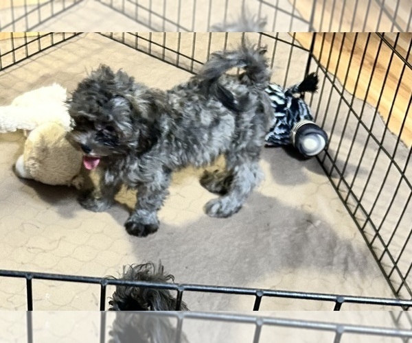 Medium Photo #2 ShihPoo Puppy For Sale in GLOUCESTER, VA, USA