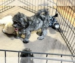 Small #1 ShihPoo