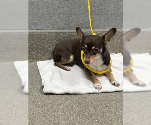 Medium Photo #1 Chihuahua-Unknown Mix Puppy For Sale in Las Vegas, NV, USA