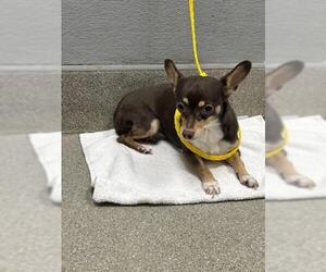 Chihuahua-Unknown Mix Dogs for adoption in Las Vegas, NV, USA