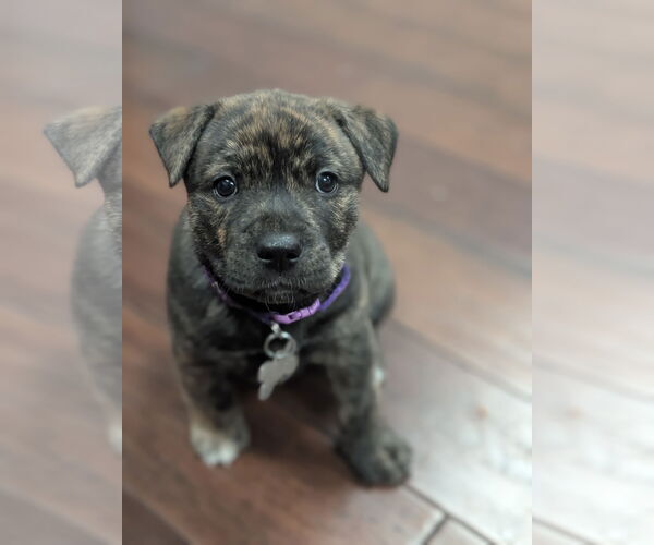 Medium Photo #1 American Staffordshire Terrier-Unknown Mix Puppy For Sale in Holly Springs, NC, USA