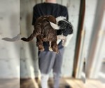 Small Photo #2 Schnoodle (Miniature) Puppy For Sale in HAZLETON, IA, USA