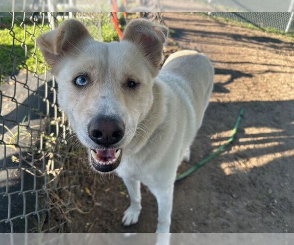Medium Photo #2 Siberian Husky-Unknown Mix Puppy For Sale in Ocala, FL, USA