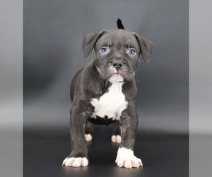 American Bully Puppy for sale in CHAMPAIGN, IL, USA