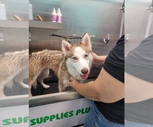 Honey - Female Siberian Husky Dog for Adoption - Photo #4