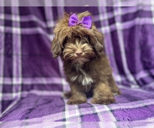 ShihPoo Puppy for sale in LAKELAND, FL, USA