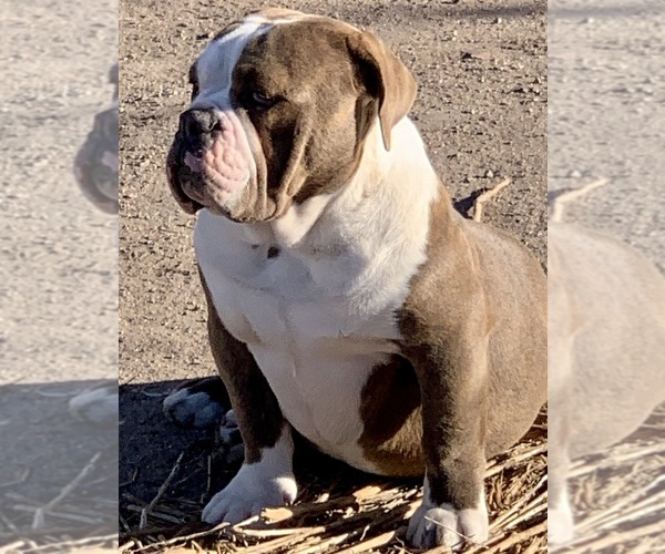 Medium Photo #1 Valley Bulldog Puppy For Sale in PUEBLO, CO, USA