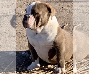 Father of the Valley Bulldog puppies born on 06/20/2026