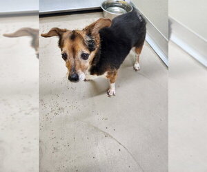Mutt Dogs for adoption in Temple, TX, USA