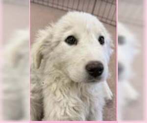 Great Pyrenees-Unknown Mix Dogs for adoption in Croydon, NH, USA