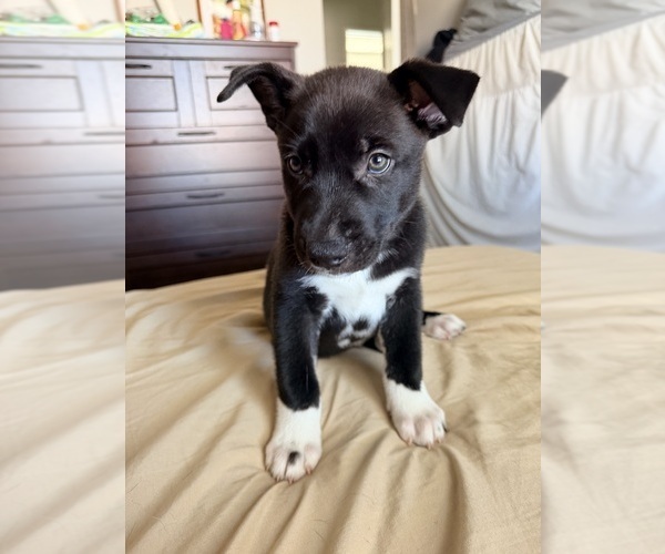 Medium Photo #3 Siberian Husky-Unknown Mix Puppy For Sale in ONTARIO, CA, USA