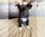 Small #2 Siberian Husky Mix