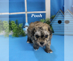 Small #8 Poodle (Toy)