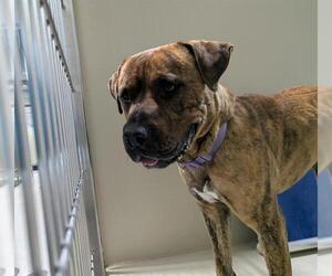 Bullmastiff Dogs for adoption in Bakersfield, CA, USA