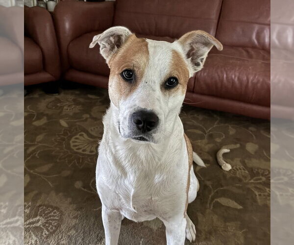 Medium Photo #2 Mutt Puppy For Sale in Candler, NC, USA