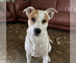 Small #1 Mutt