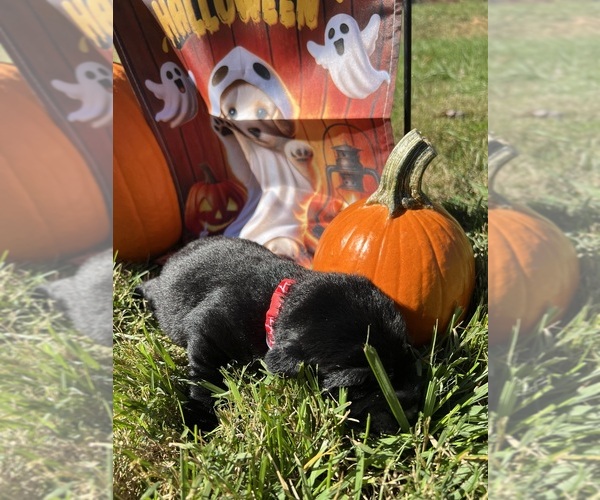 Medium Photo #14 Labrador Retriever Puppy For Sale in NEOLA, WV, USA