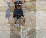 Small #7 Rottweiler