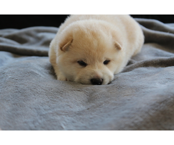Medium Photo #4 Shiba Inu Puppy For Sale in VIRGINIA BCH, VA, USA
