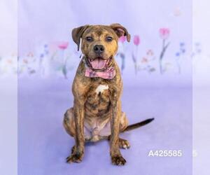 Mutt Dogs for adoption in Conroe, TX, USA