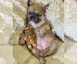 Small Photo #3 French Bulldog Puppy For Sale in WEXFORD, PA, USA