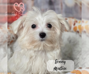 Maltese Puppy for sale in ELMHURST, IL, USA