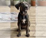 Small #1 Labrador Retriever Mix