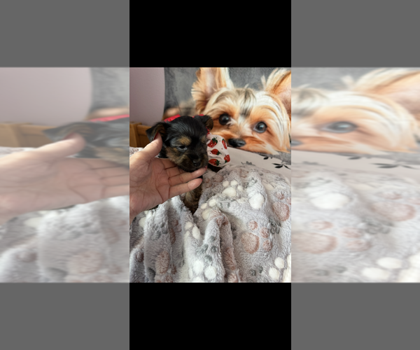 Medium Photo #3 Yorkshire Terrier Puppy For Sale in LAS VEGAS, NV, USA