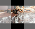 Small #2 Yorkshire Terrier