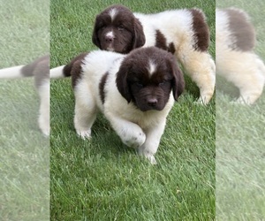 Newfoundland Puppy for Sale in WAUSEON, Ohio USA