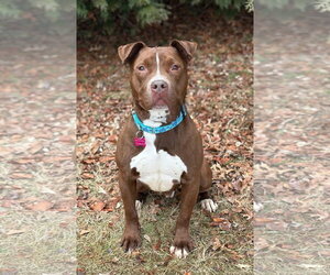 Trey - Male Mutt Dog for Adoption - Photo #2