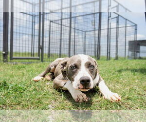 Mutt Dogs for adoption in Abbeville, LA, USA