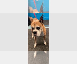 Wescott - Male Boxer Dog for Adoption - Photo #3
