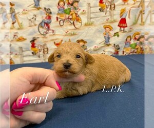 Maltipoo (Miniature) Puppy for sale in WINNSBORO, LA, USA