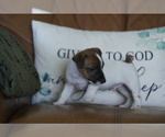Small #18 Jack Russell Terrier