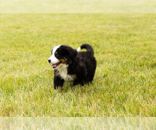 Medium Photo #4 Bernese Mountain Dog Puppy For Sale in SHIPSHEWANA, IN, USA