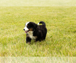 Small Photo #4 Bernese Mountain Dog Puppy For Sale in SHIPSHEWANA, IN, USA