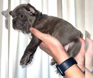 French Bulldog Puppy for sale in ABILENE, TX, USA