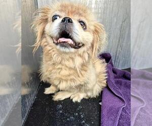 Pekingese-Unknown Mix Dogs for adoption in San Antonio, TX, USA