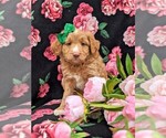 Small Photo #1 Aussiedoodle Miniature  Puppy For Sale in NOTTINGHAM, PA, USA