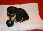 Small Photo #12 Dachshund Puppy For Sale in BENTON, AR, USA