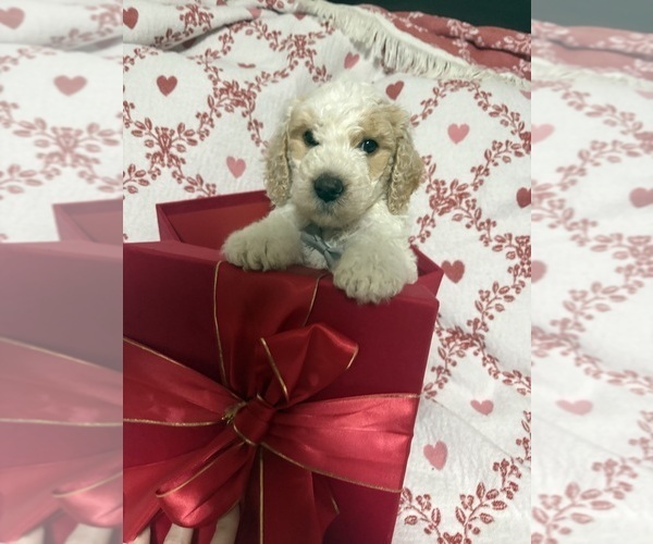 Medium Photo #1 Goldendoodle Puppy For Sale in HONEY GROVE, TX, USA