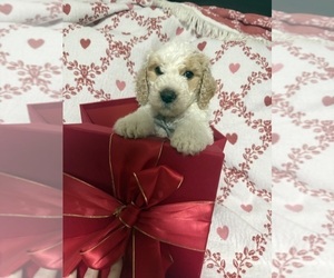 Goldendoodle Puppy for sale in HONEY GROVE, TX, USA