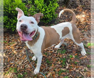American Staffordshire Terrier-Unknown Mix Dogs for adoption in Ocala, FL, USA