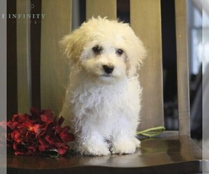 Bichon Frise-Cavachon Mix Puppy for sale in DANVILLE, PA, USA