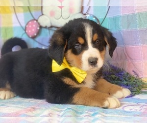 Bernese Mountain Dog-Labrador Retriever Mix Puppy for sale in LANCASTER, PA, USA