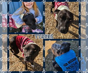 American Staffordshire Terrier-Labrador Retriever Mix Dogs for adoption in Blacksburg, SC, USA