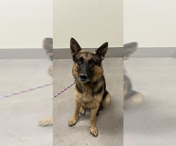 Medium Photo #1 German Shepherd Dog Puppy For Sale in Modesto, CA, USA